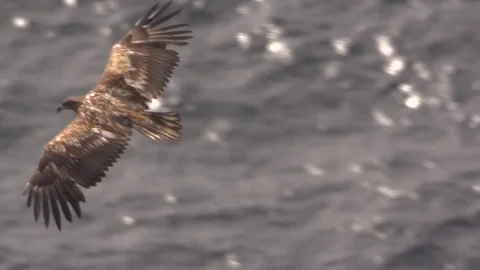 Flying eagle at the coast of norway Vídeos de archivo 78491367