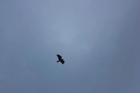 Flying Eagle With Dark Overcast Sky Stock-Fotos