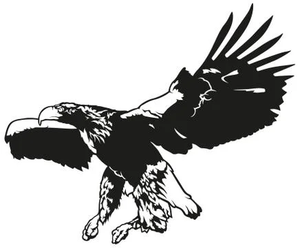 Flying Eagle Stock Illustration