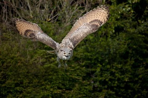 Flying Eagle Owl Stock Photos