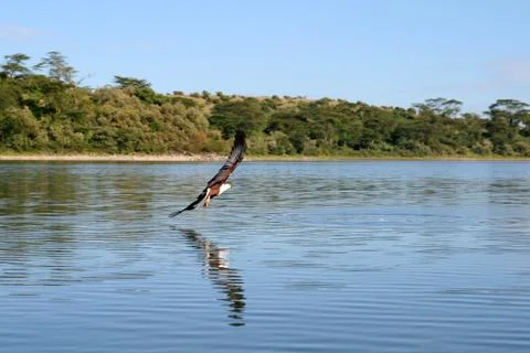 Flying eagle Stock Photos