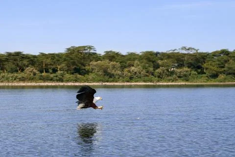 Flying eagle Foto stock