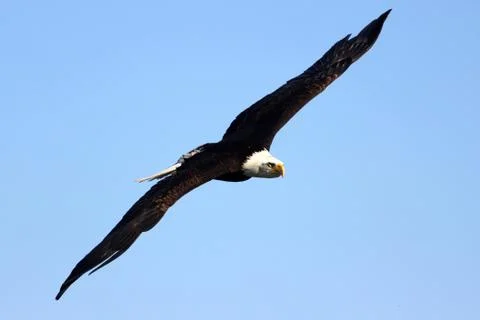 Flying eagle Foto stock