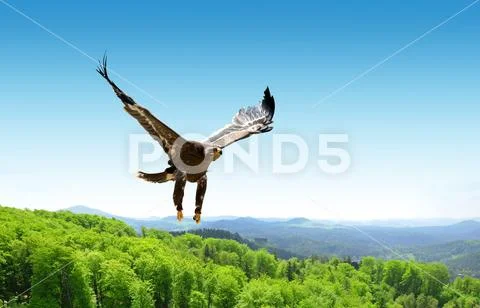 Flying eagle. Stock Photos