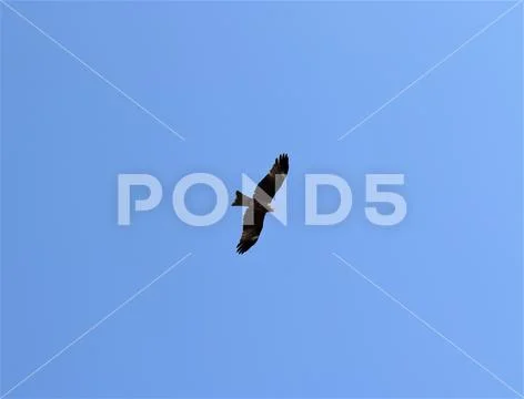 A flying eagle Stock Photos
