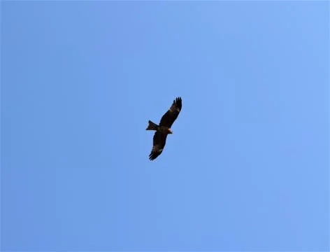 A flying eagle Stock Photos