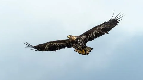 Flying eagle Stock Photos