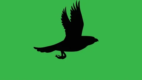 Flying eagle silhouette animation on the green background. Stock Footage 231665387