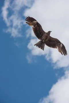 Flying eagle in the sky Foto stock
