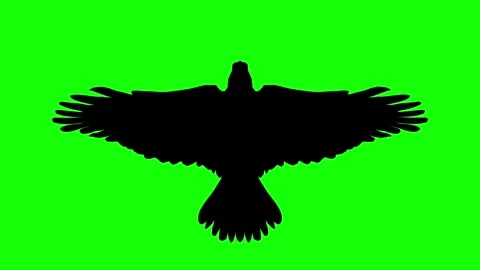 Flying eagle top view silhouette animation on clean bright green screen Stock Footage 314563708
