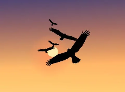 Flying eagle under sunset Stock Illustration