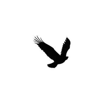 Flying Eagle white background Stock Illustration