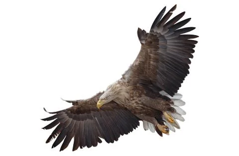 Flying eagle on white background. Stock-Fotos