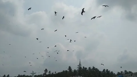 Flying eagles in the sky Stock Footage 163274257