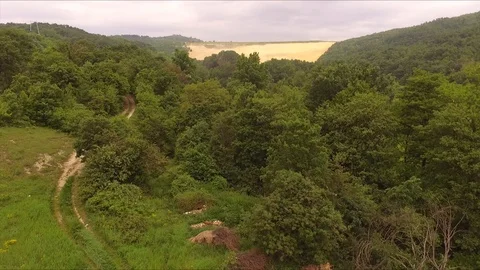Flying Up The Earths Path Through The Forest Vídeo Stock 111634274