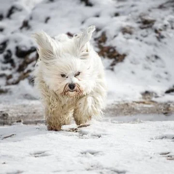 Flying eavesdropper Stock Photos