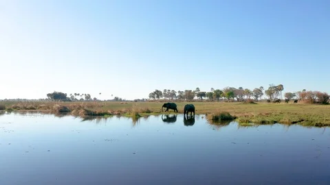 Flying up to Elephants drinking water Stock Footage 123390985
