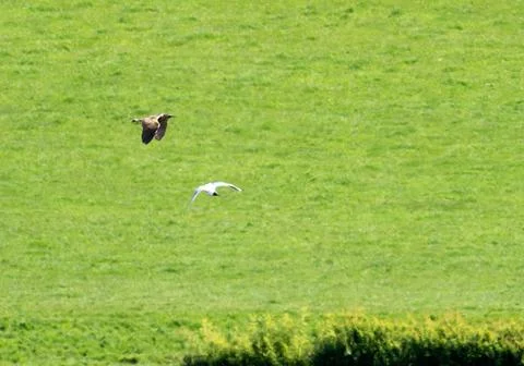 A flying Eurasian Bittern, Botaurus stellaris at Leighton Moss, Lancashire, U Stock Photos