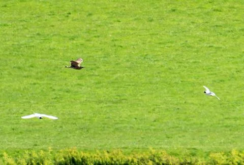 A flying Eurasian Bittern, Botaurus stellaris at Leighton Moss, Lancashire, U Stock Photos