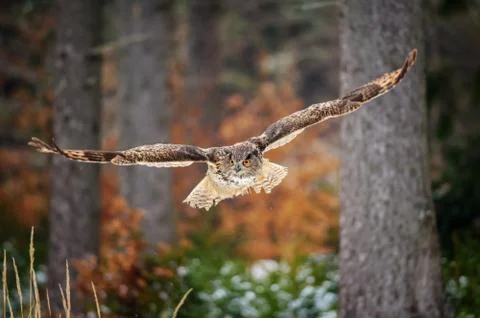 Flying Eurasian Eagle Owl in colorfull winter forest Stock Photos