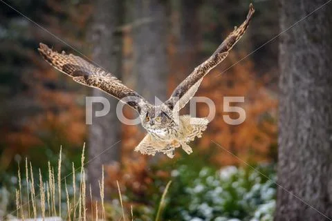 Flying Eurasian Eagle Owl in colorfull winter forest Stock Photos