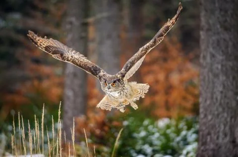 Flying Eurasian Eagle Owl in colorfull winter forest Фото