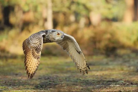 Flying Eurasian Eagle owl with open wings in forest during autumn. Wildlife R Stock Photos