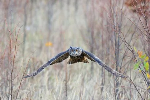 Flying Eurasian Eagle-Owl upon autumn land with branches in background Stock Photos