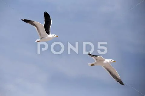 Flying European Herring Gulls, Larus argentatus Stock Photos