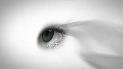 Flying Eye 스톡 동영상 272930