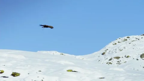 Flying falcon Stock Footage 235107046