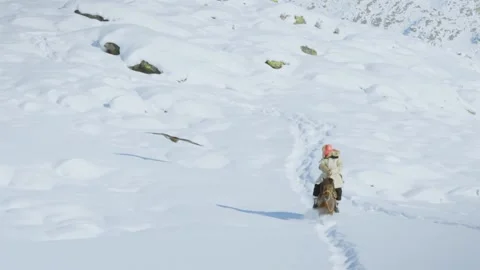 Flying falcon Stock Footage 235107084