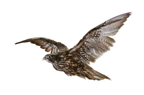 Flying falcon Stock-Fotos
