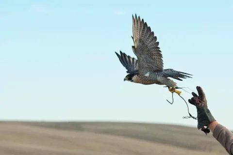 Flying Falcon Stock Photos
