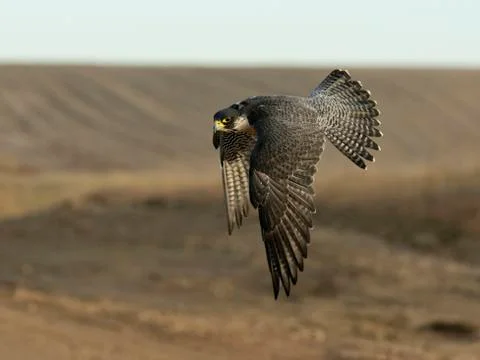 Flying Falcon Stock Photos