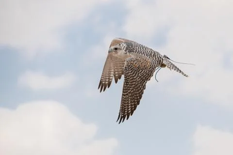 Flying Falcon Fotos Stock