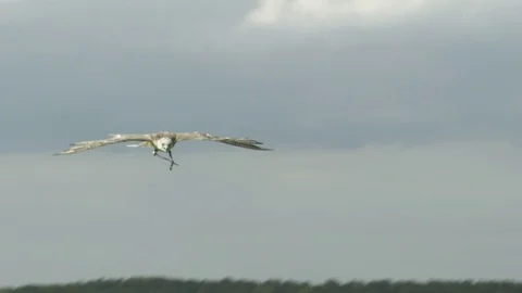 Flying falcon in slow motion Stock Footage 72590133