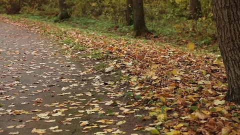 Flying falling leaves Stock Footage 70164143