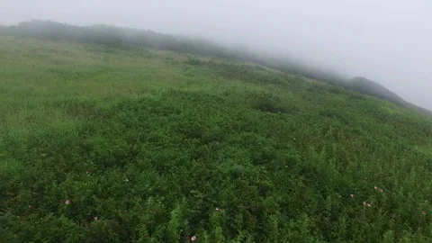 Flying fast and low above the field full of grass and flowers (4k drone footage) Stock Footage 88850090