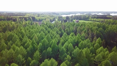 Flying fast backwards over larch tree canopies in country landscape Stock Footage 116985493