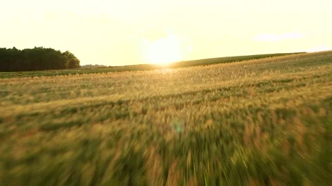 Flying Fast Close to Grain, Cereal, Barley, Wheat Field Crossing Tuber Fields. Stock Footage 250269331