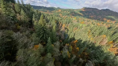 Flying fast down a mountain through fir trees. Stock Footage 277626608