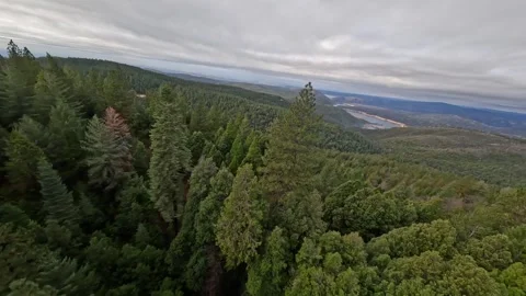 Flying fast down a mountain through Fir trees to look over a lake in the Stock Footage 277682779