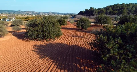 Flying fast at low height through a beautiful olive Orchard , aerial  4k Stock Footage 86421659