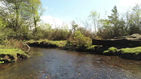 Flying Fast - New Forest Stock Footage 153978363