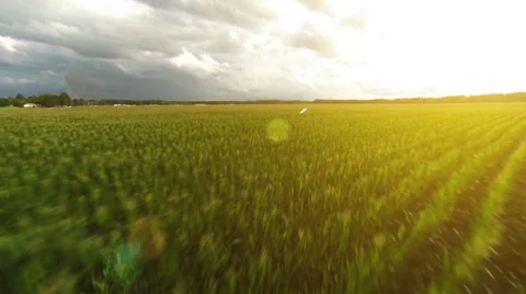 Flying Fast over a cornfield HD Stock Video Clip Stock Footage