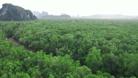 Flying fast over dense jungle forest with the opening view on rocks, mountains. Video stock 167971271