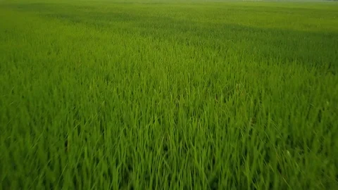 Flying fast over a rice field. Aerial drone footage in Vietnam Stock Footage 106863258