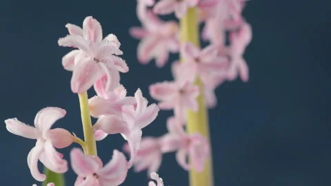 Flying feather on the background of a hyacinth Stock Footage 148061955