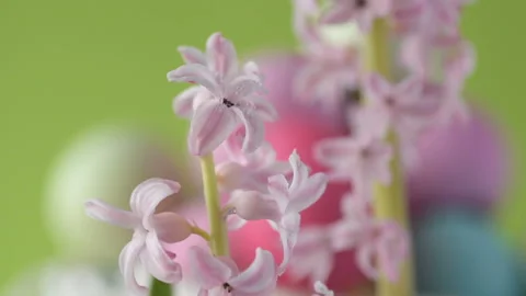 Flying feather on the background of a hyacinth Stock Footage 148288963
